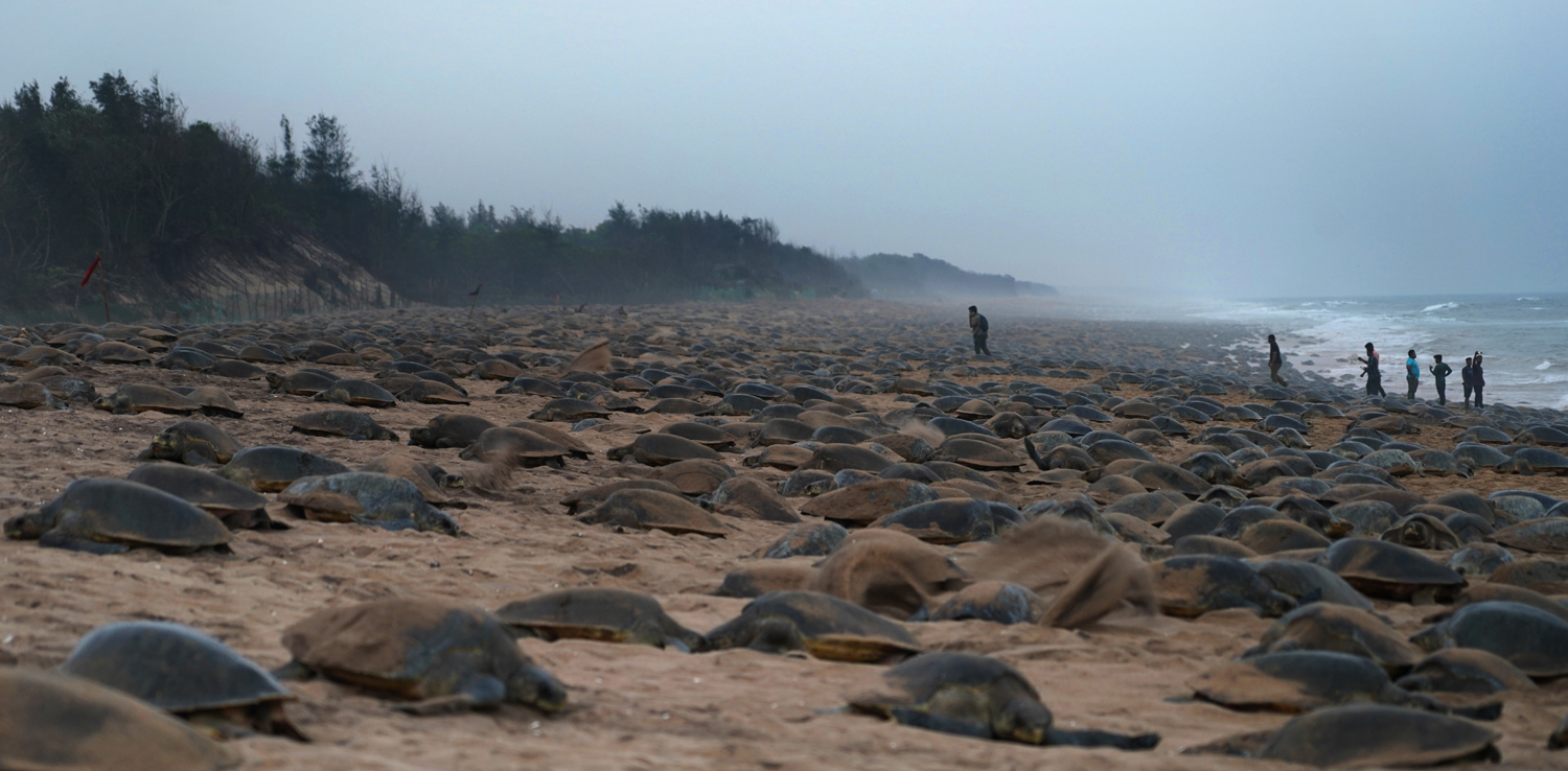 Mass nesting of olive ridleys thrives, but new threats emerge